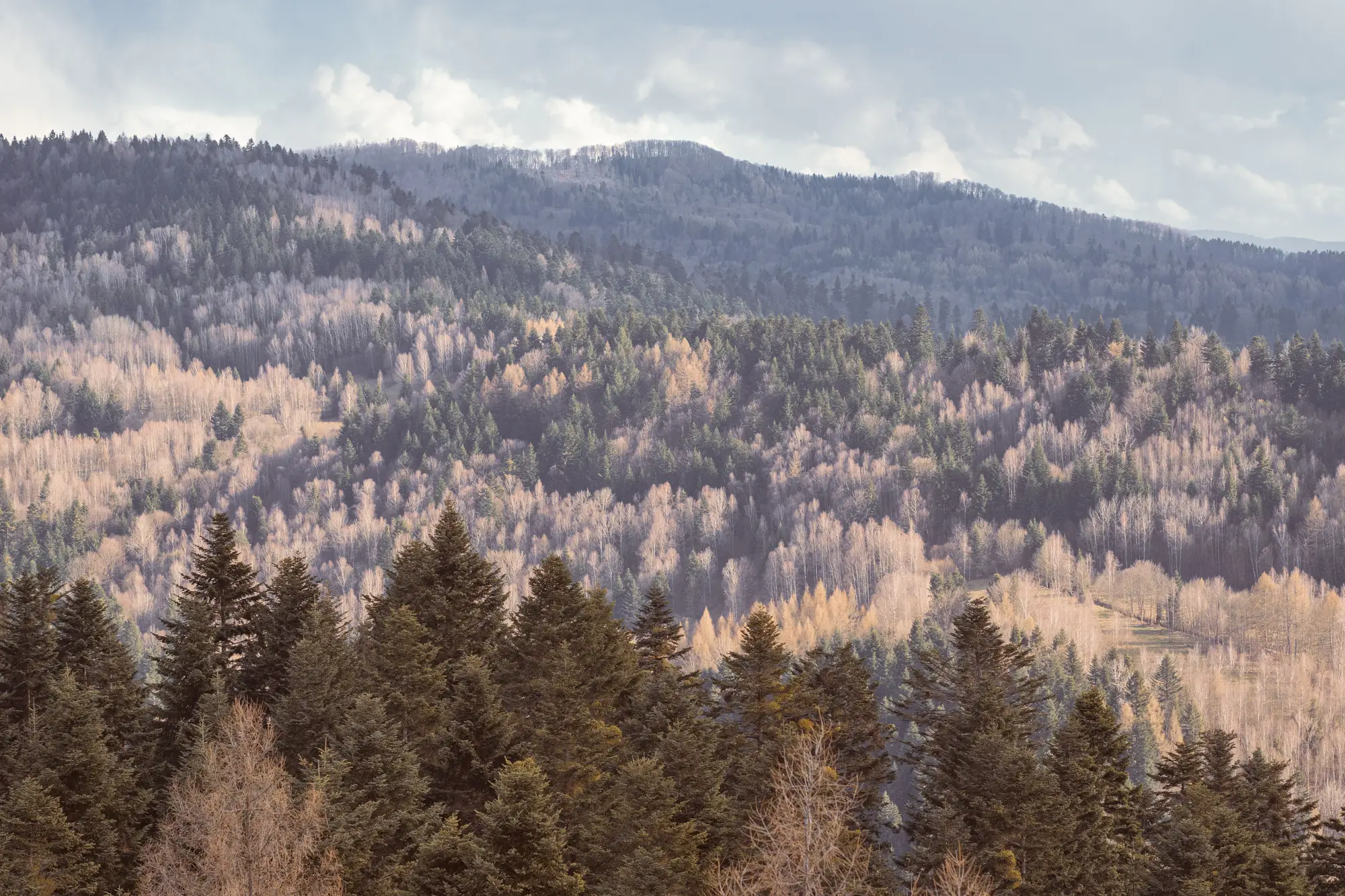 A hillside in autumn where pale broadleaf crowns stand out among dark conifers