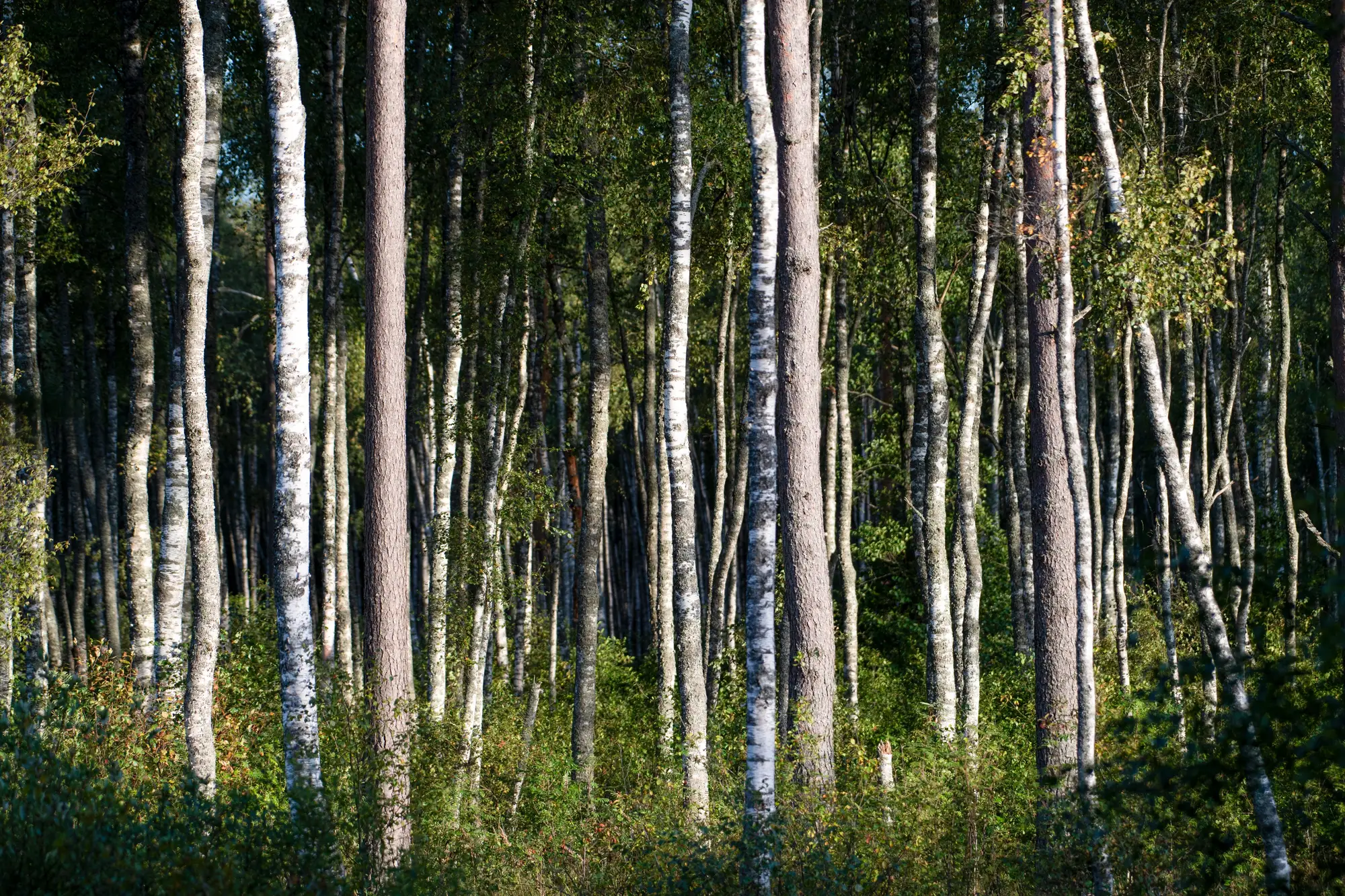 Birch and pine growing together in a mixed stand, lit low from the side